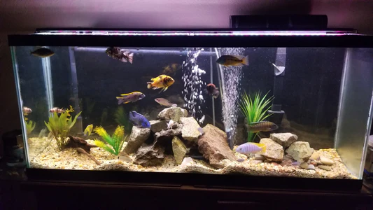 Expert Aquarium Services