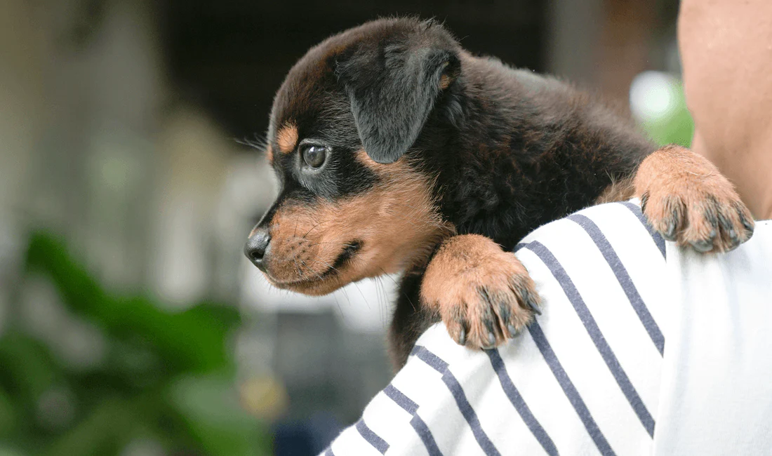 Caring Dogs